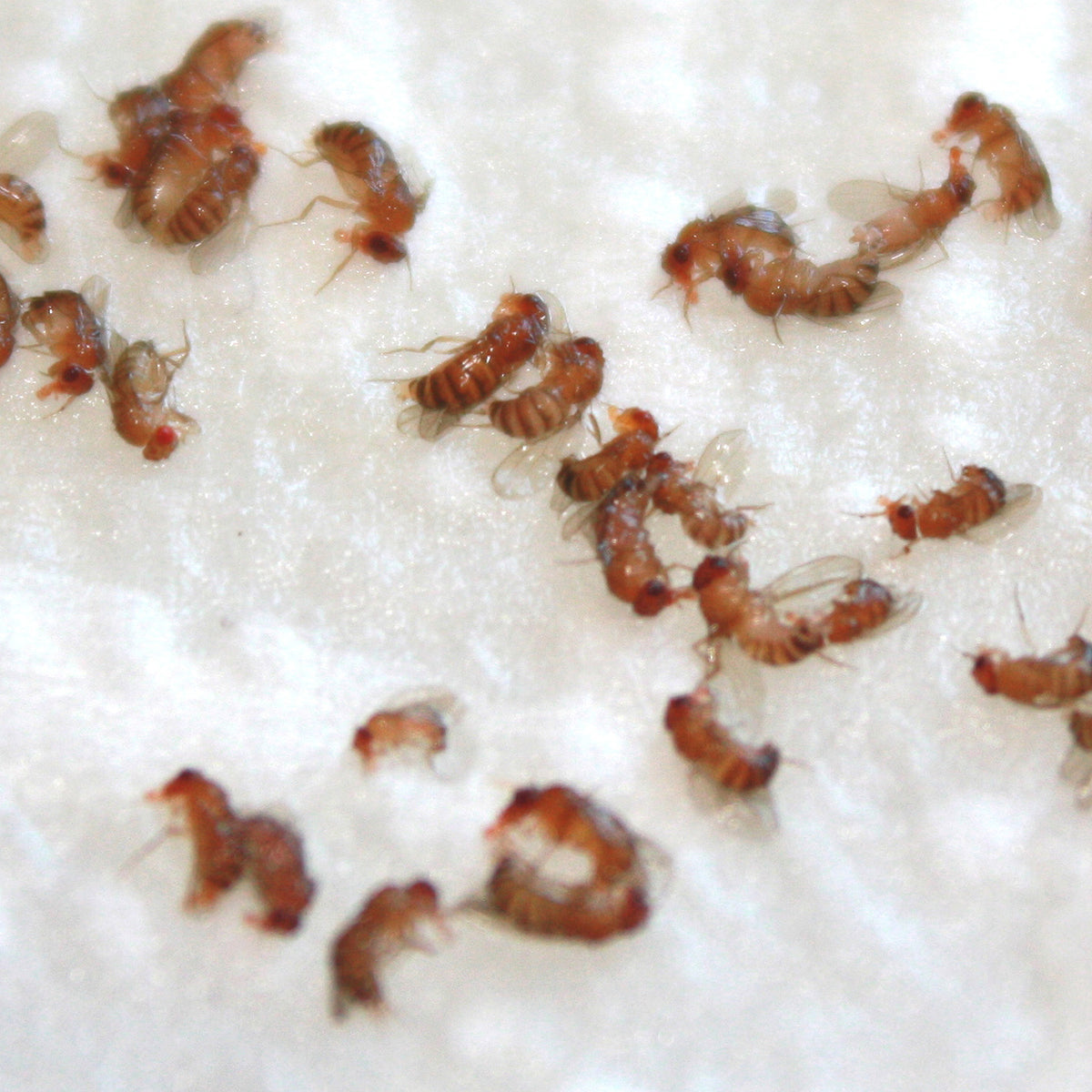 dead fruitflies