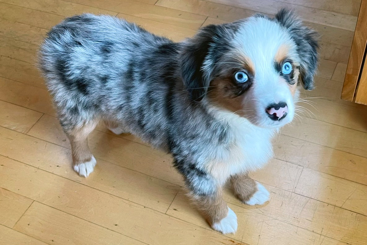 Meet Moby!